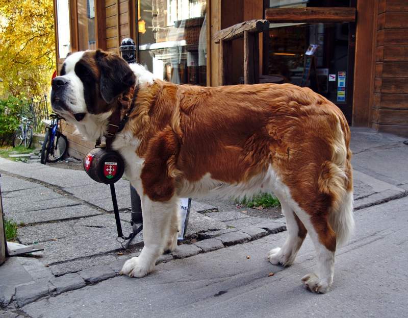 So wurde der Bernhardiner zum Rettungshund | Hund.org