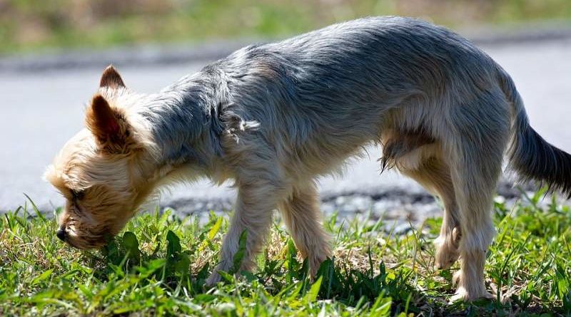 So gut können Hunde riechen