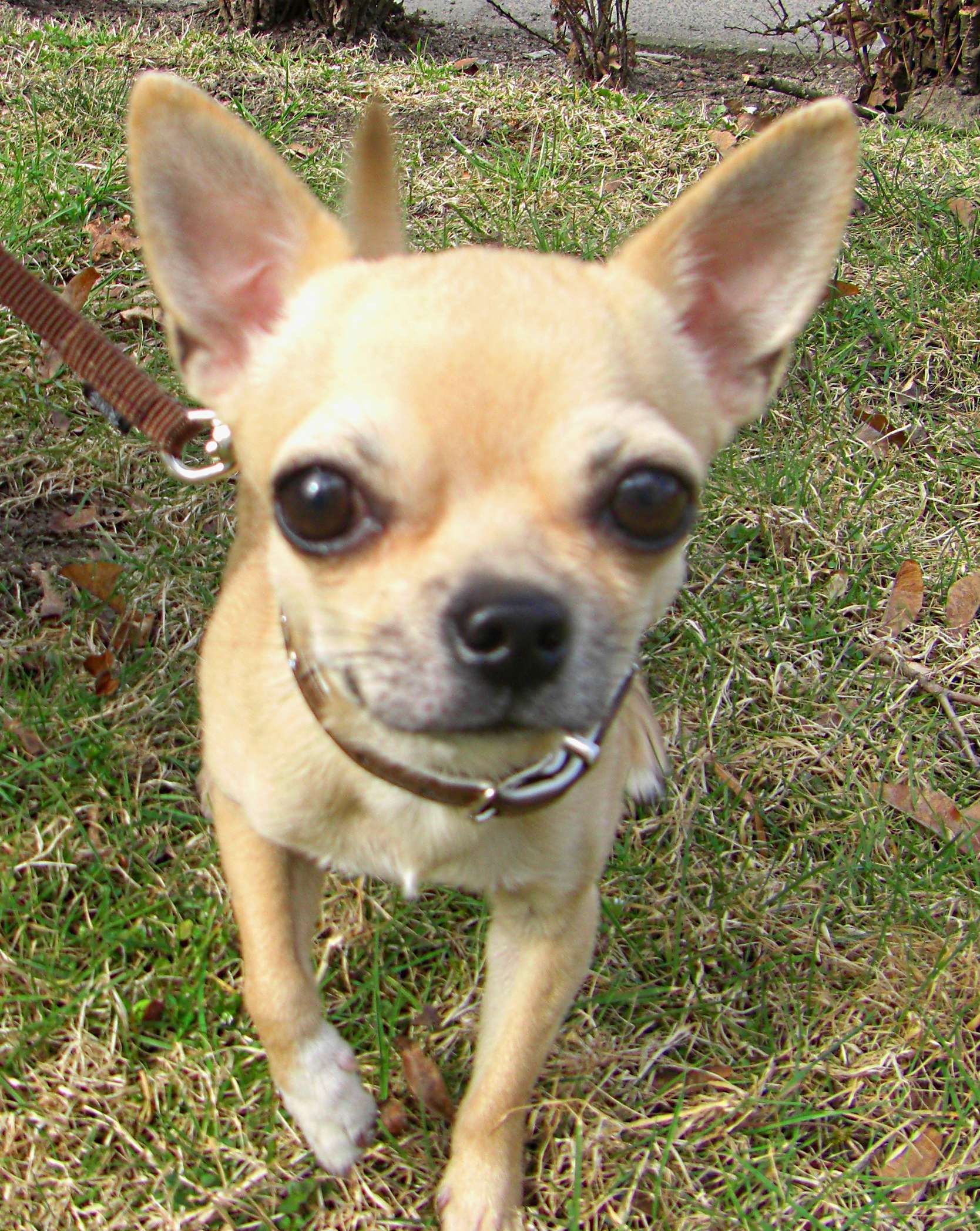 Chihuahua kurzhaarig