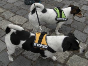 Hunde beim St. Wauli Event