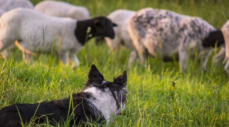 Altdeutsche Hütehund