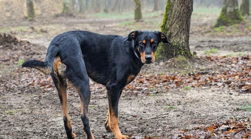 Beauceron