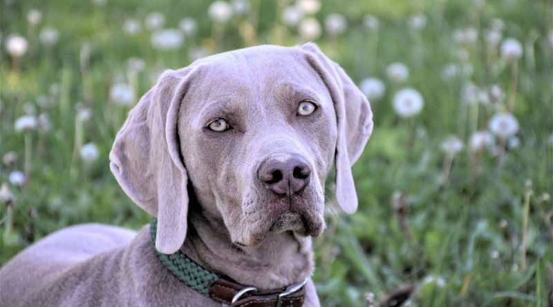 Blue Lacy