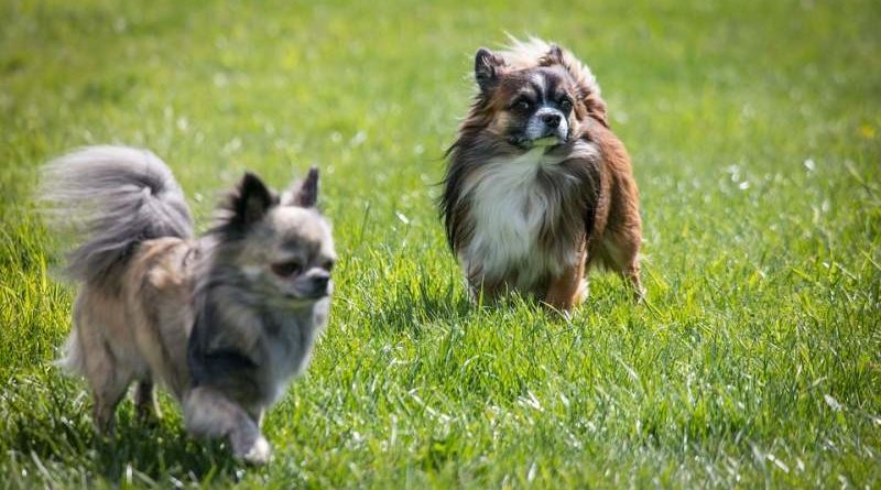 Chihuahua langhaarig