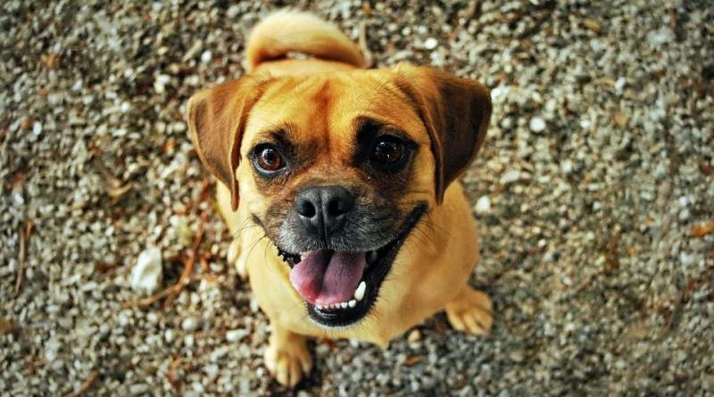 Das mögen Hunde