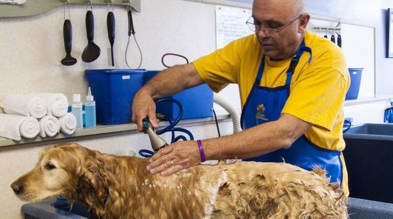 Hundehaare richtig rasieren